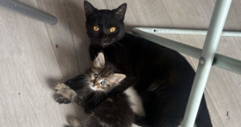 isabelle pet sitter à TOULON 83000_3