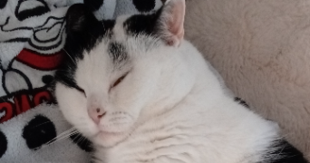 marina pet sitter à MONS EN BAROEUL 59370_18
