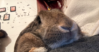 lou-ann pet sitter à AUTIGNY LA TOUR 88300_4