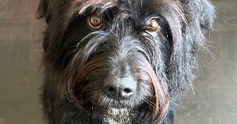 lucie pet sitter à BOISSY ST LEGER 94470_1