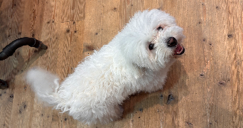 louline pet sitter à TASSIN LA DEMI LUNE 69160_3