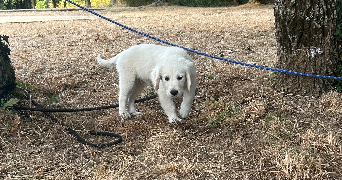 camille pet sitter à Beaulieu sous la Roche 85190_7