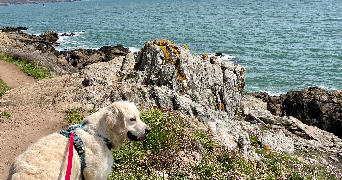 syrine pet sitter à ROSPORDEN 29140_0