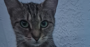 cecilia pet sitter à ARLES 13200_0
