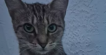 cecilia pet sitter à ARLES 13200