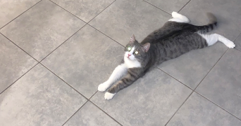 sarra cat sitter à DOMENE 38420_1