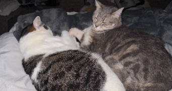 marion pet sitter à LONGUEIL STE MARIE 60126_2