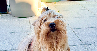 charlène dog sitter à DOMMARTIN 69380_3