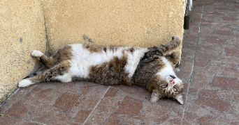 rafaël pet sitter à MARSEILLE 04 13004_2