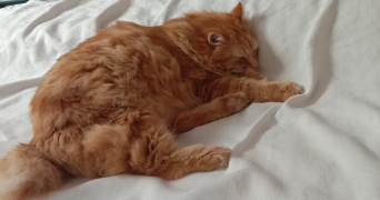 anais pet sitter à TOULOUSE 31400_1