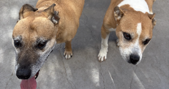 laureen pet sitter à ST JEAN DE VEDAS 34430_4
