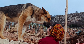 gabriella pet sitter à ST HIPPOLYTE DU FORT 30170_7