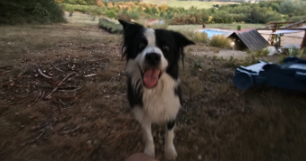 camille pet sitter à Saint urcisse 81630_5