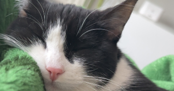rania pet sitter à LYON 09 69009_0