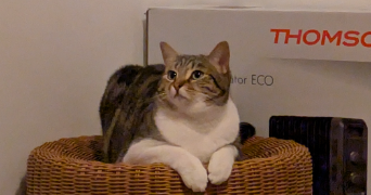 lisa pet sitter à BORDEAUX 33300_1