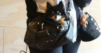 Sandra  dog sitter à MESSY 77410_3