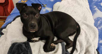 stiven pet sitter à ATHIS MONS 91200_2
