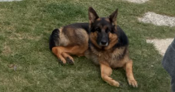 céline pet sitter à BAULNE 91590_3