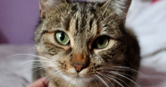 pauline pet sitter à D HUISON LONGUEVILLE 91590_1