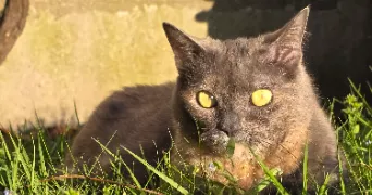 omayma pet sitter à NANTERRE 92000