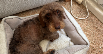 axelle pet sitter à LYON 06 69006_3