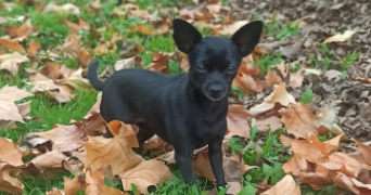 maëva pet sitter à CAHORS 46000_7