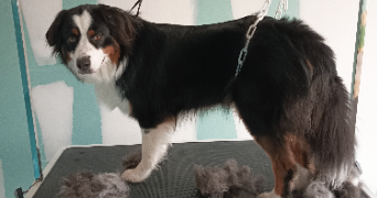 kevin pet sitter à ST MARCEL LES VALENCE 26320_5