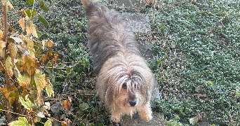 anaëlle pet sitter à CLERMONT FERRAND 63100_8