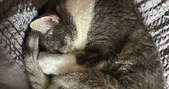 alexandra pet sitter à Lyon 69008_0