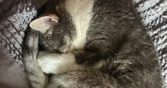 alexandra pet sitter à Lyon 69008