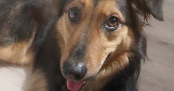 jade pet sitter à MONTPELLIER 34090_1