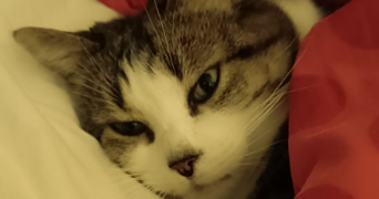 madeleine pet sitter à NOVALAISE 73470_2