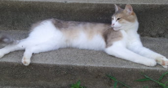 isabelle pet sitter à ST SAUVIER 03370_1