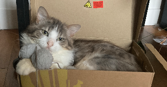 marianne pet sitter à LYON 03 69003_1