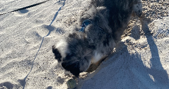 théo pet sitter à PLOUGUIN 29830_3