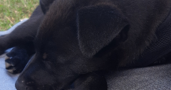 lola pet sitter à ST PRIEST 69800_4