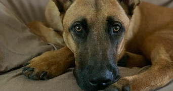 nina pet sitter à NOUZILLY 37380_0