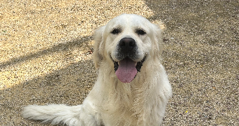 camille pet sitter à Beaulieu sous la Roche 85190_3