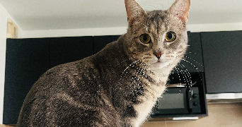 jesse pet sitter à VILLEJUIF 94800_2