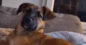 eline pet sitter à CEYZERIAT 01250_1