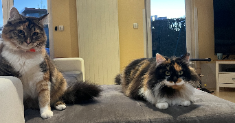 léa pet sitter à LE HAVRE 76600_6