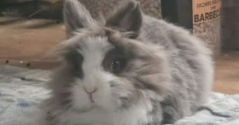 noa pet sitter à Rouen 76000_7
