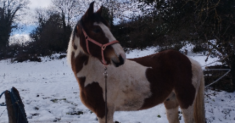 cassandre pet sitter à CLERMONT FERRAND 63100_3