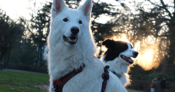 vlad dog sitter à ST JEAN LE BLANC 45650_2
