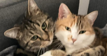 brigitte pet sitter à PERSAN 95340_3