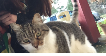 océane pet sitter à MERIGNAC 33700_3