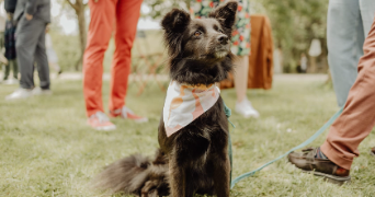 julianne pet sitter à DOLE 39100_1