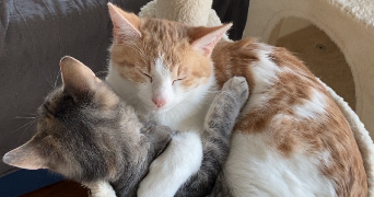 lou ann cat sitter à RENNES 35000_2