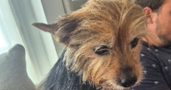 jessica pet sitter à LOUVIERS 27400_6