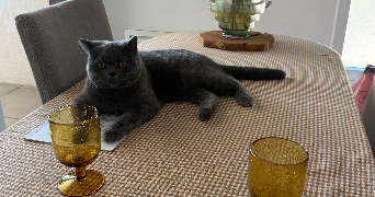 charlotte pet sitter à MONTPELLIER 34000_1